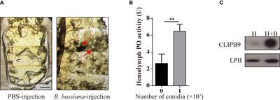 Aedes aegypti CLIPB9 activates prophenoloxidase-3 in the presence of CLIPA14 after fungal infection